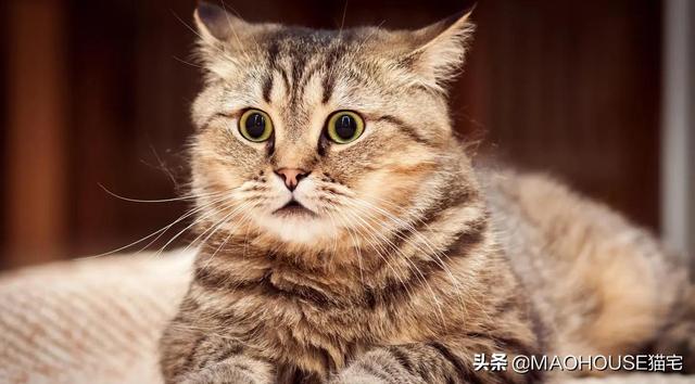 怎么刺激猫排尿，怎么训练小猫上厕所（简单易学的猫上马桶训练方法）