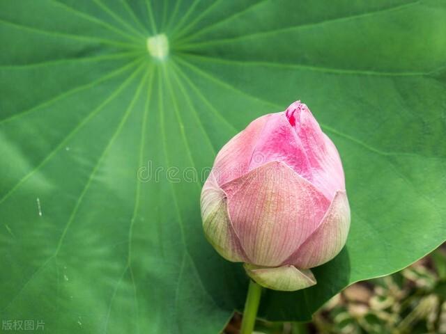 鸦青色是什么颜色（中国传统颜色的雅称有哪些）