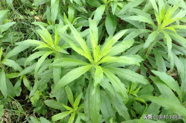 小蓬草有什么用处，老一辈叫“肠炎草”