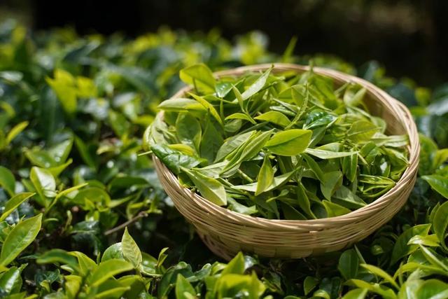 原叶茶的危害，原叶茶与私域的天然适配性