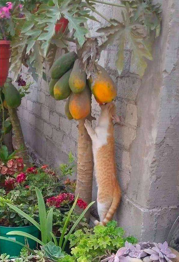 猫咪可以吃苹果吗，猫咪喜不喜欢吃水果（再次提醒：这几种水果不要喂猫）