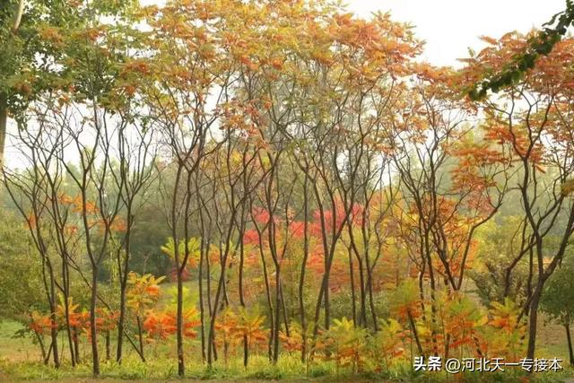 廊坊师范学院是一本还是二本，廊坊师范学院是几本_是一本还是二本大学（廊坊师范学院：缩招已成现实）