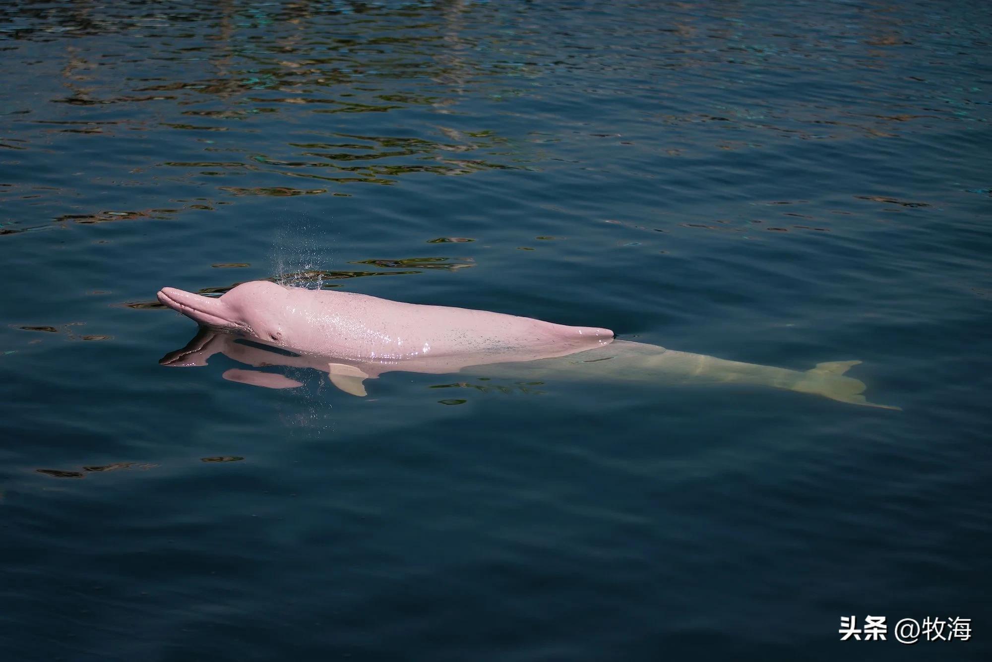 白鳍豚(处境堪忧)