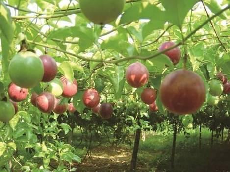 广西水果特产有哪些，桂林水果特产有哪些（一年四季都有不同的水果）