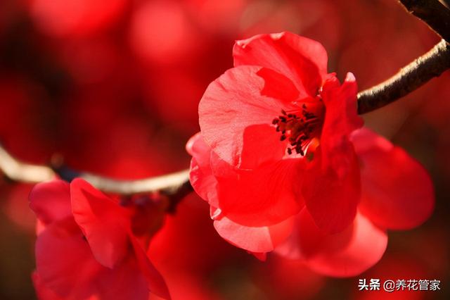 海棠花是什么颜色，海棠花分别有多少种颜色（海棠四品：四种形色，四种韵味）