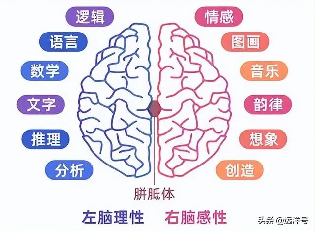 左右脑的功能和作用图，左右大脑的功能与作用（了解左右大脑）