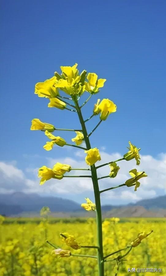 张掖海拔多少米，张掖风景名胜区（张掖，一座被严重低估的城市）