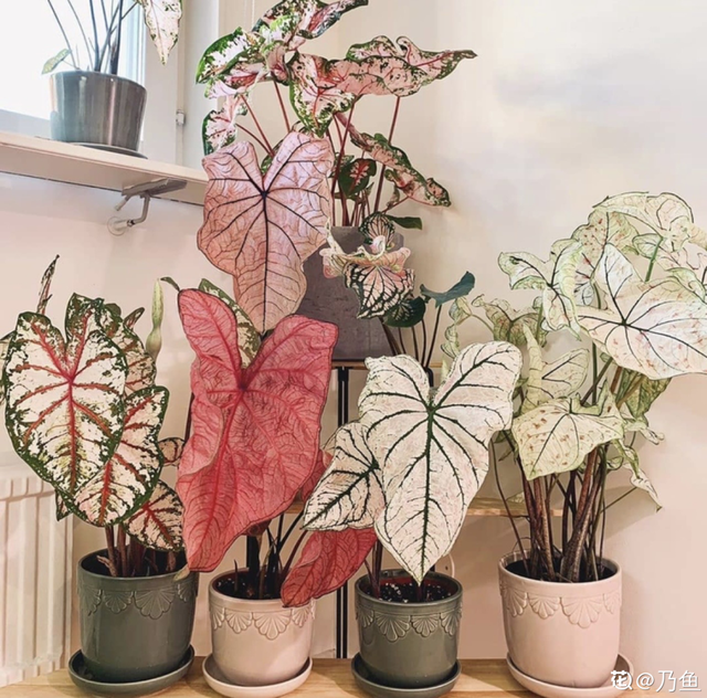 适合卧室养的花，卧室适合养什么花（卧室养4种花）