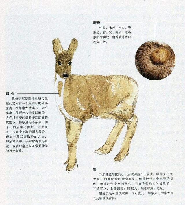 麝香猫多少钱一只，麝香猫咖啡（盘点世界上的天价分泌物）