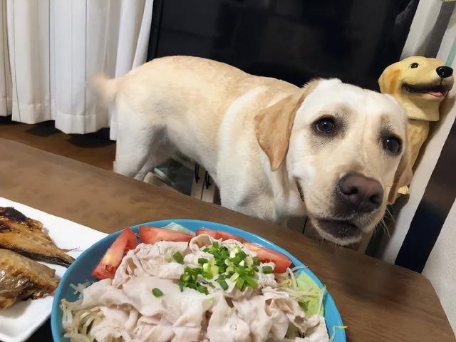拉布拉多犬好养吗，拉布拉多好养吗（为什么大家都不敢养“拉布拉多犬”）