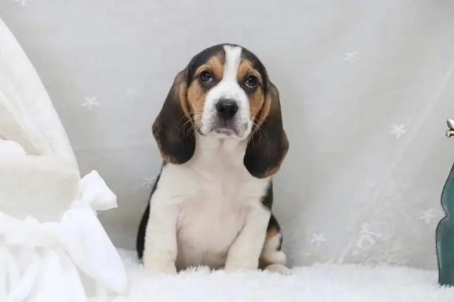 巴吉度犬多少钱一只，巴吉度犬价格（比格犬和巴吉度的区别）