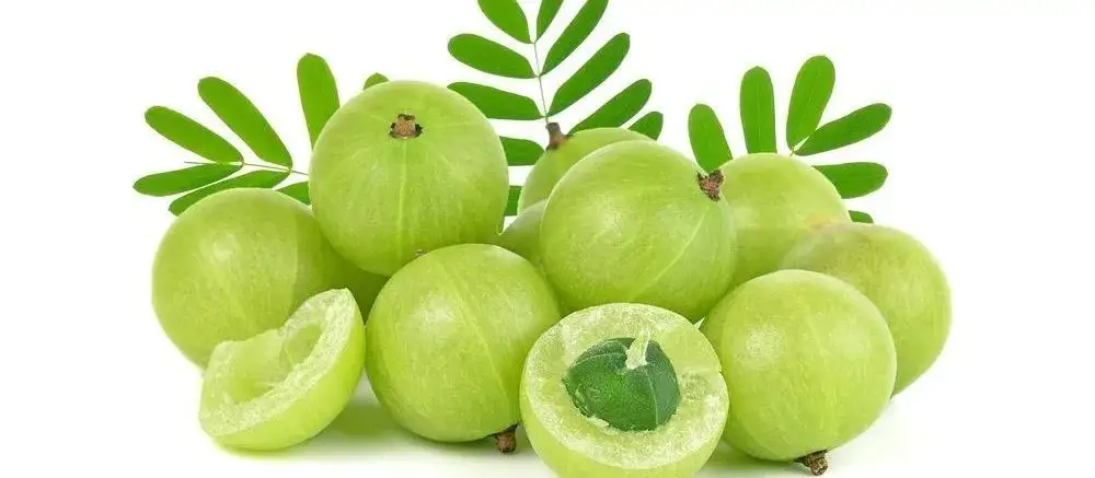 油柑是药食两用的水果,味道酸涩一般人难以接受,喜欢的人很痴迷