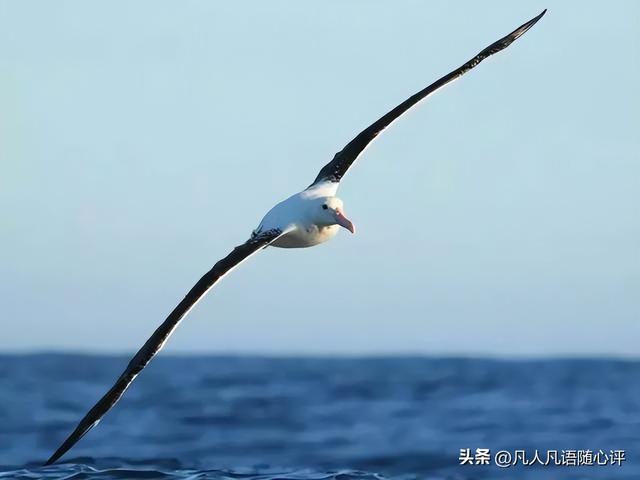 世界上最大的蛋，世界上产蛋最大的鸟是什么（这些新西兰的“神奇宝贝”）