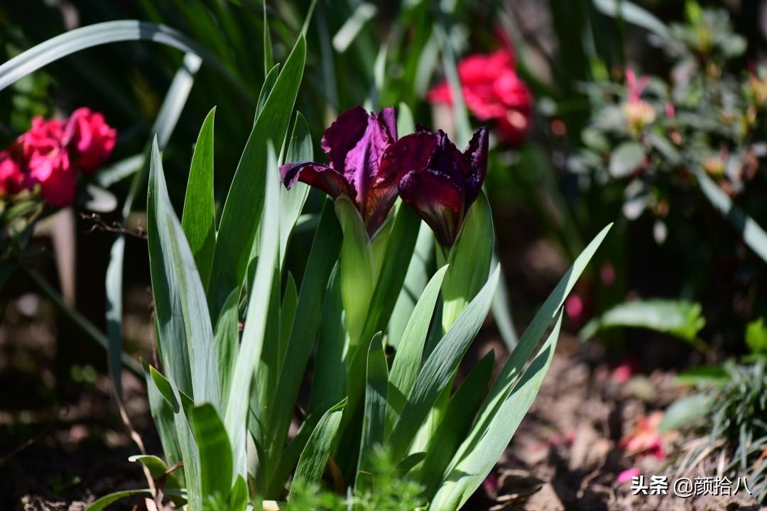 球根鸢尾花期(园丁) - 彝家农业网