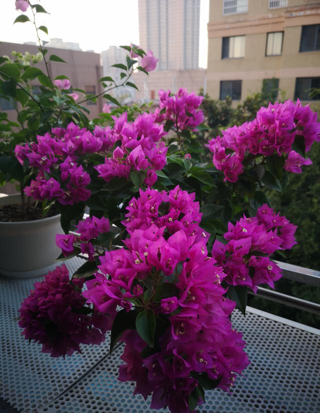 三角梅介绍，粉白蝶三角梅介绍（三角梅界的“贵族”—比芭）