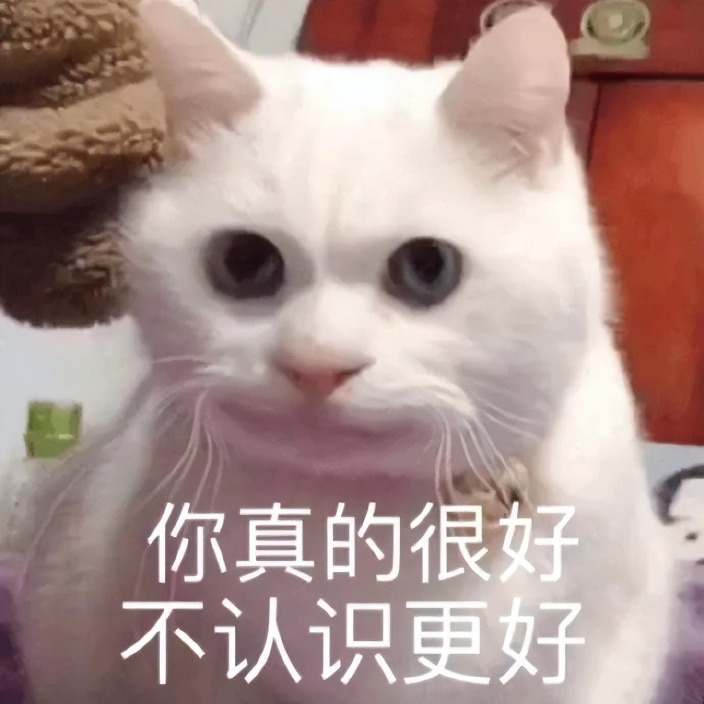 好看的表情包(10000种表情包图片大全)