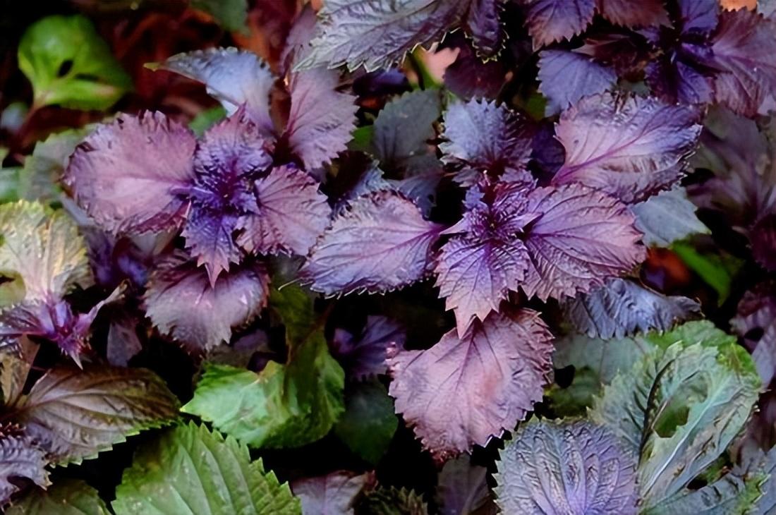 紫苏——让人肠胃舒服的紫草叶