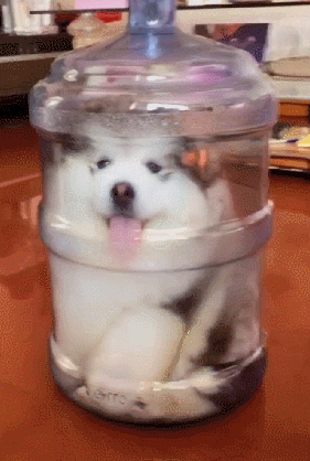 茶杯犬一只多少钱，一只茶杯犬要多少钱（穷人“不欢迎”这几种狗）