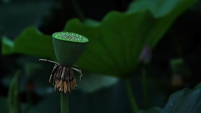 荷花的寓意和花语是什么，荷花的寓意和花语（莲花还有什么神奇含义）