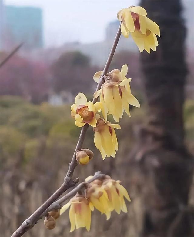 信阳旅游景点大全排名，信阳旅游必去景点（信阳周末游玩攻略之市区赏梅）