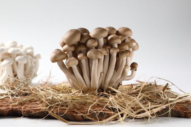 香菇香菇的营养价值及功效与作用，香菇功效和营养价值（会吃的人都这样搭配）