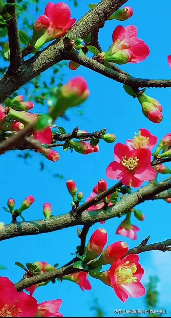 莺歌燕舞是什么季节，柳绿花红莺歌燕舞是什么季节（百花争艳的季节）