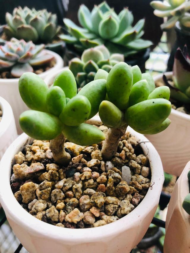 观赏蟹可以深水养吗，可以深水养的淡水观赏蟹（要肥嘟嘟才好看的多肉）