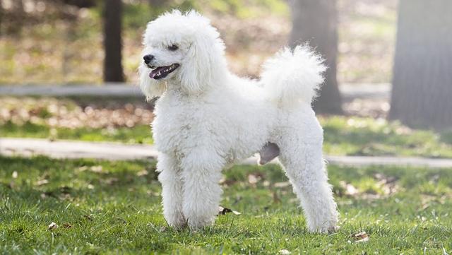 巨贵犬多少钱一只，黑色巨贵犬多少钱一只（“泰迪”和“巨贵”）