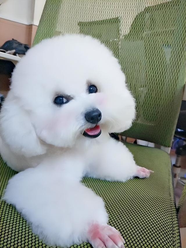 什么小型犬最聪明，三种最聪明的狗狗（非常适合“新手”饲养）