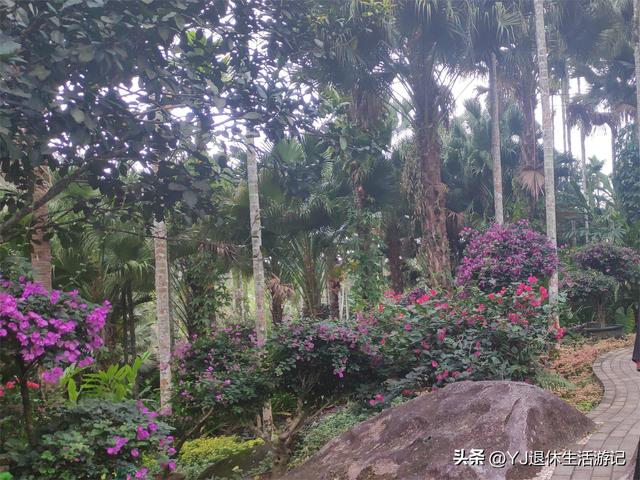 呀诺达热带雨林，呀诺达雨林文化旅游区官网（呀诺达景区探寻热带雨林奇观）