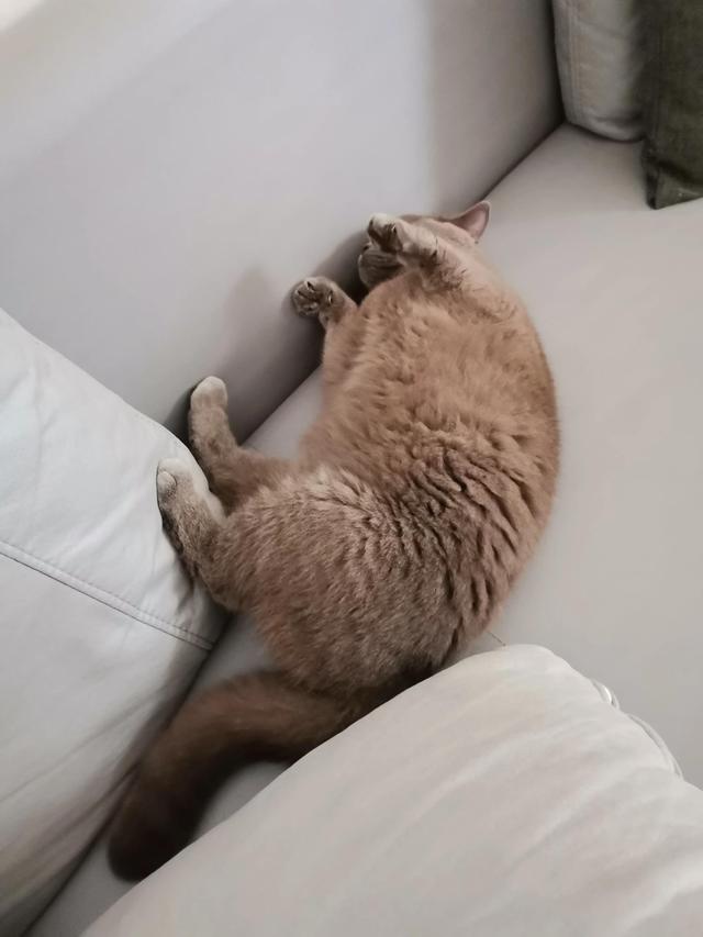 小灰灰可爱图片，好可爱的小灰灰，微信头像（我的动物朋友一一小灰灰）