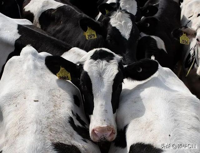 一头奶牛多少钱，哪里有小牛卖多少一只（美国后备奶牛价值达到四年来的高点）