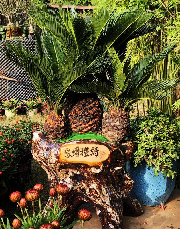 麒麟花的寓意是什么，客厅摆放麒麟的图片（海南迎春花市年味渐浓）