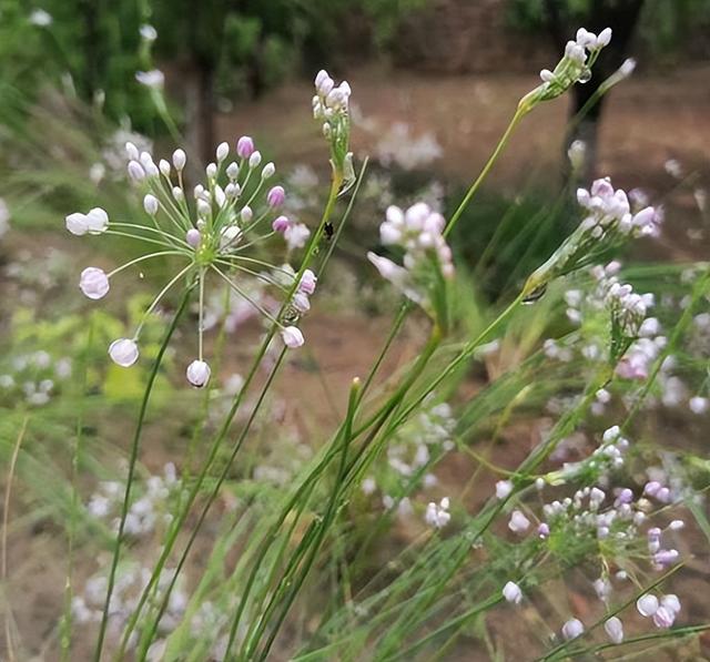 山韭菜（野生山韭菜，晒干200元每斤（野生山韭菜图片）