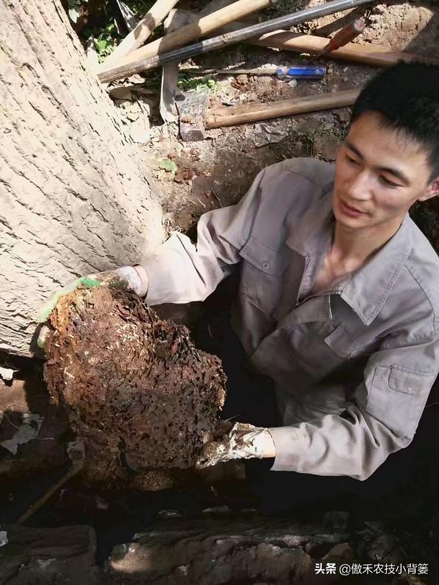 联苯的介绍，联苯-联苯醚（怎么防治家里和地里的白蚁）