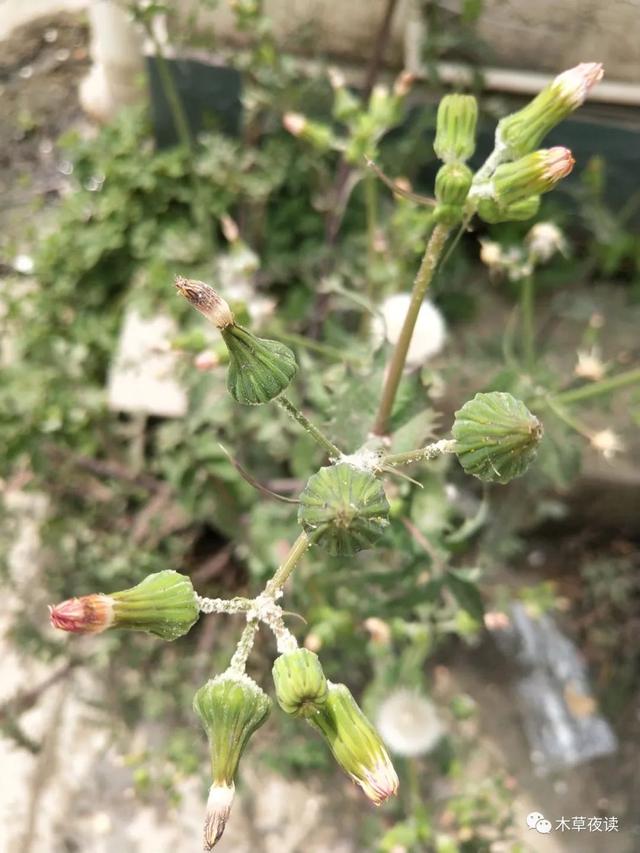那些四月里开出绚烂花儿的野生植物们，四月有什么花开花