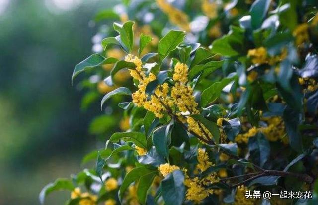 长寿花的形态特征和生长环境详情介绍，长寿花的生长特点（6种“长寿花”）