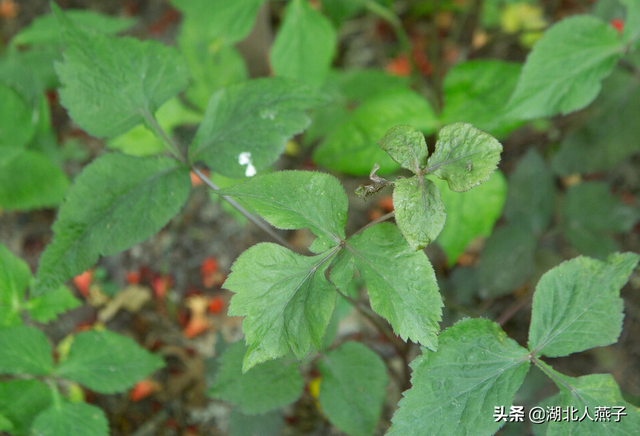 春天能吃的野菜大全，春天都有哪些野菜可以吃（送你63种野菜大图鉴）