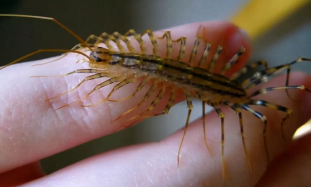 昆虫类有哪些动物，昆虫的天敌有哪些动物（农村常见的十二种虫子）