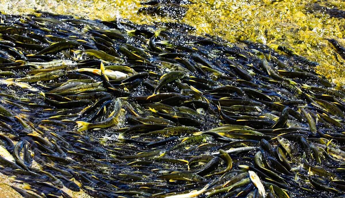 青海湖的鱼(青海湖裸鲤图片)