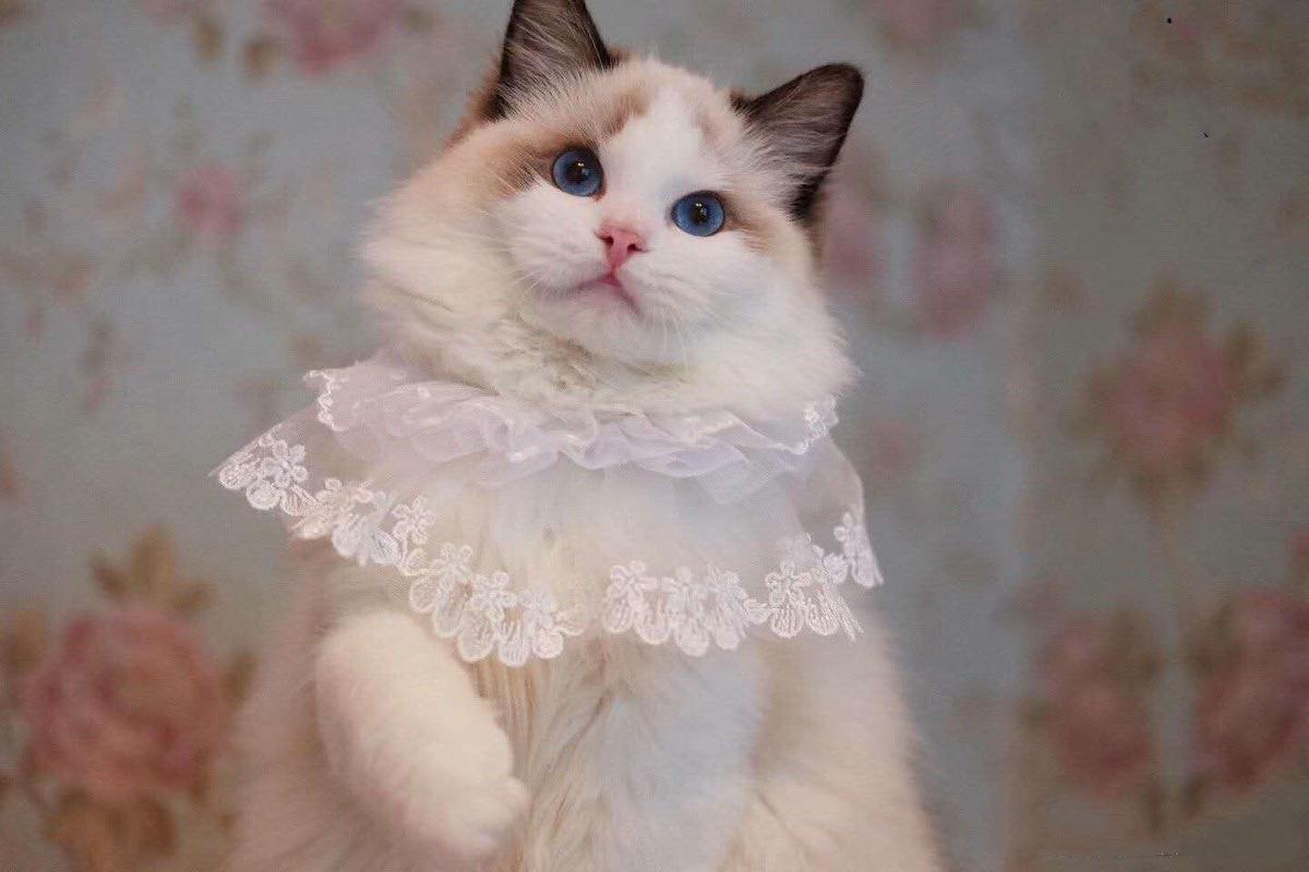 美国长毛猫多少钱一只(养猫建议养一次布偶猫) - 价格百科