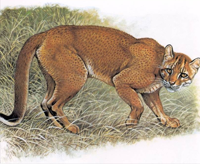 彪是什么动物生的，彪动物百度百科（俗语：“虎生三子）