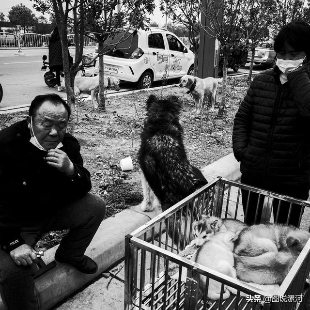 宠物市场在哪里，成都的宠物狗市场在那里呀（漯河宠物市场印象）