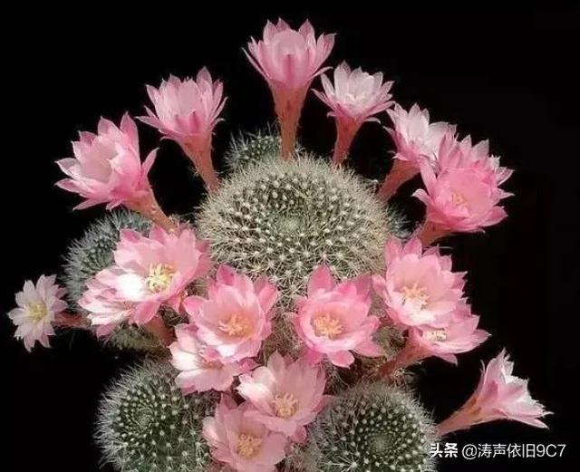 子孙球的风水学应用-子孙球在家居中的作用，子孙球寓意（分享—子孙球开花图片大全）