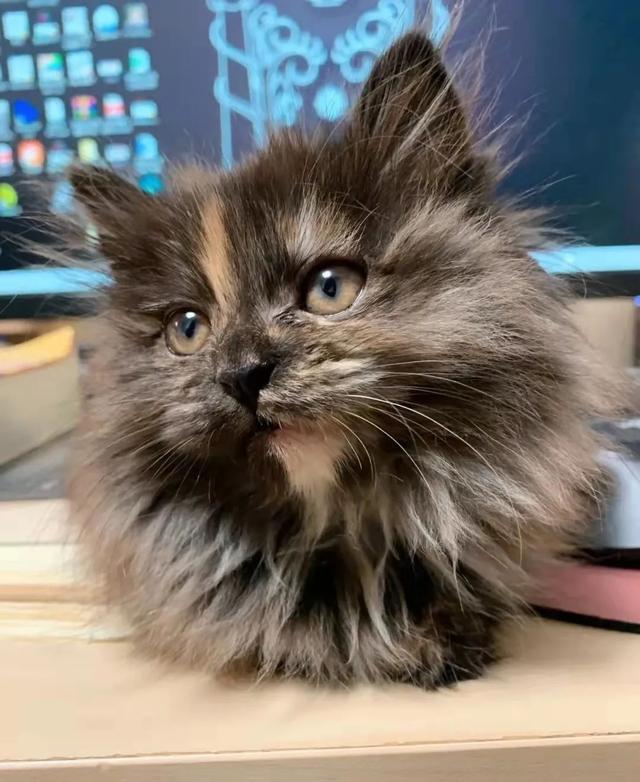 猫肠胃炎吃什么药，猫咪肠胃炎吃什么药好得快（急性肠胃炎与慢性肠胃炎的区别）