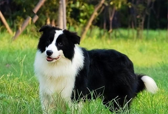 十大聪明犬排名，什么狗狗最聪明十大排行榜（看看有没有你家狗子）