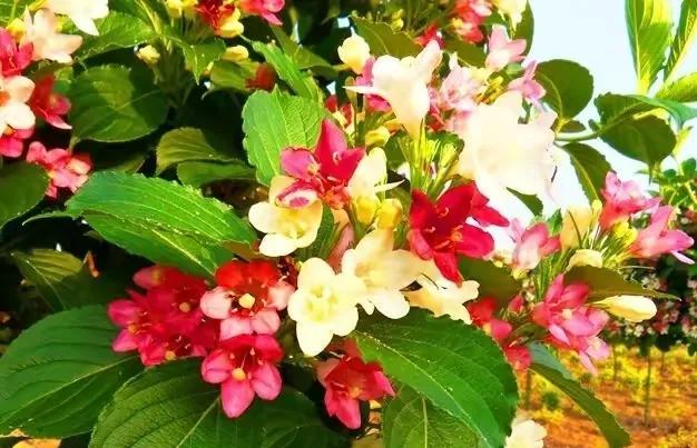 五彩锦带的养殖方法和注意事项，五彩锦带的养殖方法和注意事项有哪些（愿你人生前程似锦、绚丽多彩）