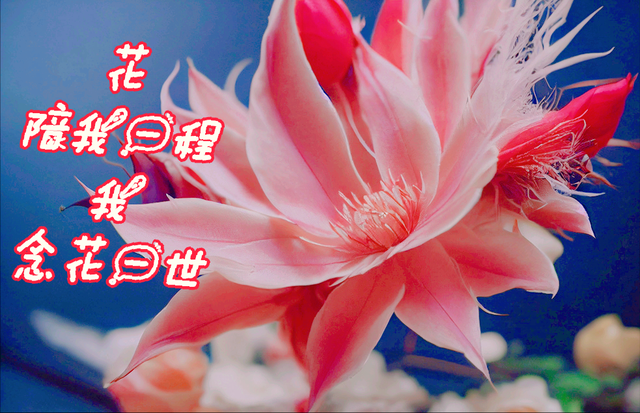 鲜花朋友圈配什么文字，朋友圈晒鲜花配什么文字（愿您寒冬温暖纯良不舍爱）