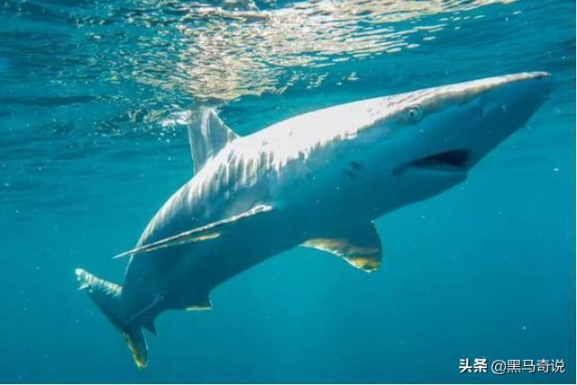 世界上最恐怖的鱼类是什么，世界上最恐怖的鱼是什么鱼,排行榜（十大恐怖生物告诉你）