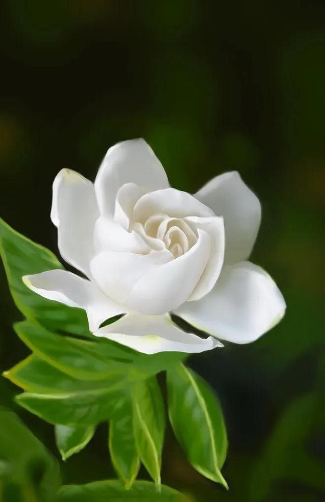 栀子花开歌词完整版，栀子花开歌词表达什么意思（栀子花开-原创）